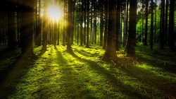 Об охране лесов