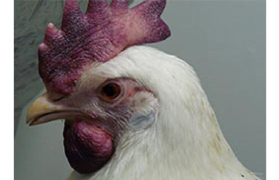 Памятка населению и фермам по недопущению заноса и распространению вируса высокопатогенного гриппа птиц в популяции домашних птиц