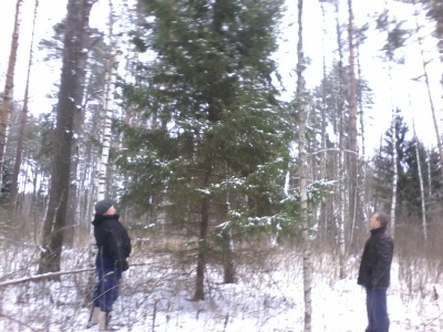 В лес за елкой