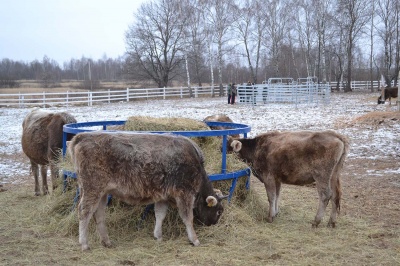В Калужской области открылись еще две семейные животноводческие фермы