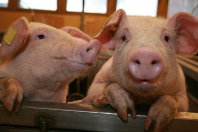 Информация о мерах по предупреждению африканской чумы свиней