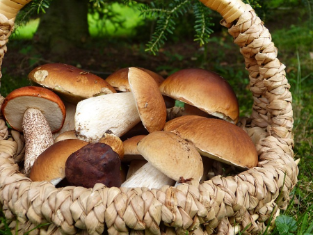 О мерах профилактики отравления грибами, правилах сбора и заготовки грибов