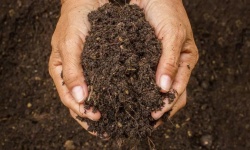 Какая польза от мульчирования почвы?