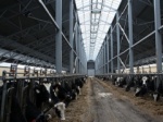 Кемеровская область: животноводческий комплекс «Ваганово» приобретет 1 200 эмбрионов племенных коров из США