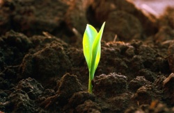 Повышение плодородия почв - залог успешного земледелия