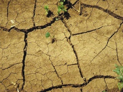 Экологические проблемы сельскохозяйственного использования земель