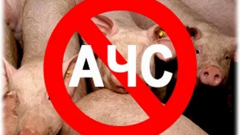 Выполнение Вами требований и рекомендаций позволит избежать заноса АЧС на территорию Ваших подворий, сохранит свиней от заболевания и предотвратит экономические убытки.