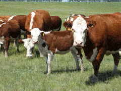 В Смоленской области снизилось поголовье крупного рогатого скота