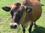 На рязанской ферме будут жить джерсейские коровы