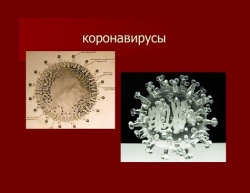 Что такое коронавирусы?