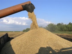 Урожай зерна в России увеличится на 25,5%