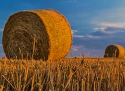 Липецкая область - пример успешности в сельском хозяйстве