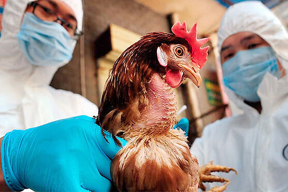 Опасность гриппа птиц для человека