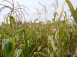 Успехи в взращивании кукурузы в Липецкой области