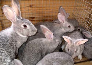 В Тамбовской области планируется развивать кролиководство