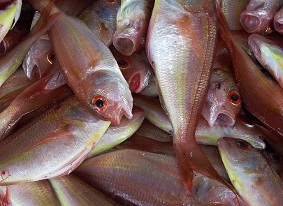 У рыбохозяйственного комплекса Кубани появится новая стратегия до 2025 года