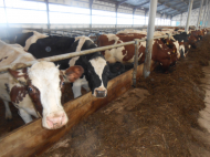 Кировская область: В Нолинском районе построена молочно-товарная ферма на 320 голов