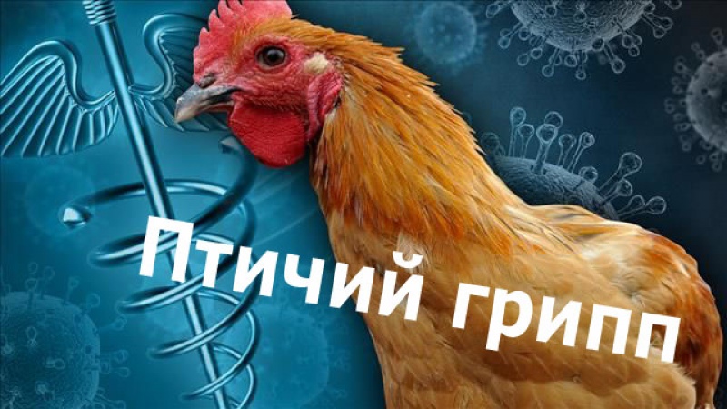 ВНИМАНИЕ выявлен очаг высокопатогенного гриппа птиц (ВГП)!