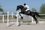 13-14 сентября пройдут региональные соревнования по конному спорту на Кубок губернатора Белгородской области