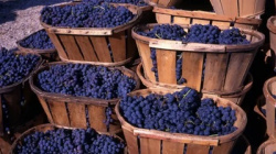 Как сохранить виноград на зиму?