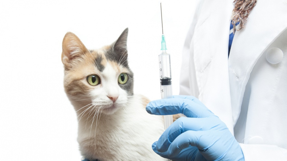 Вакцинация домашних животных бесплатно!