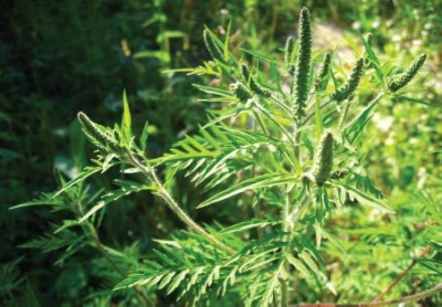 О мерах по уничтожению амброзии и другой карантинной растительности на территории Новомихайловского сельского поселения