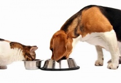 Чем отличается питание кошки от питания собаки?