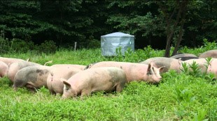 Нельзя кормить свиней не проваренными пищевыми отходами