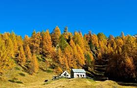 В 2018 году в Костромской области закон о «лесной амнистии»  применялся 27 раз.