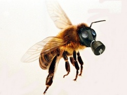 Информация о профилактике отравлений медоносных пчел