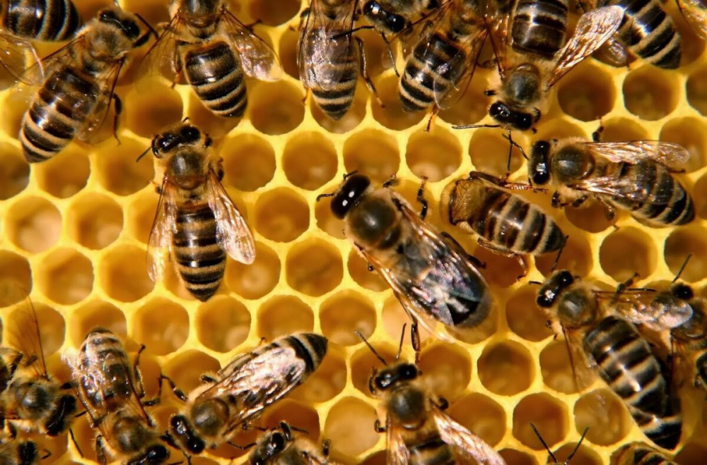 О пчеловодстве в РФ