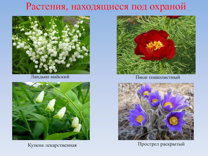 Запрещается деятельность, ведущая к сокращению численности растений, занесенных в Красную книгу Российской Федерации и Красные книги субъектов РФ