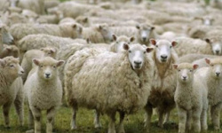 Памятка: мероприятия по профилактике оспы овец и коз