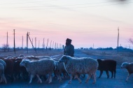 Волгоградская область: Волгоградские животноводы работают в зимний сезон без сбоев