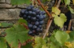 Урожай винограда – почти рекордный