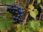 Волгоградские виноградари получили господдержку