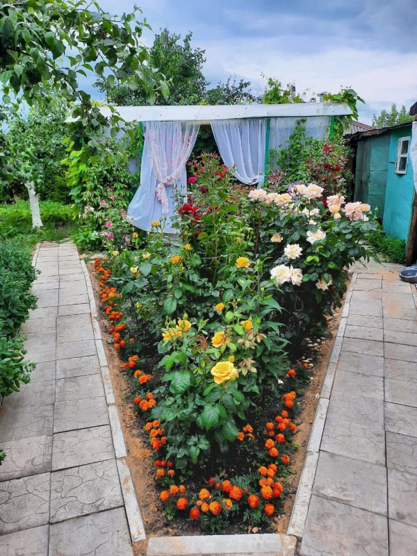Разведение роз для начинающего садовода