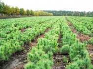 В Костромской области ведутся лесовосстановительные работы