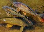 В Карелии и Мурманской области будет бурно развиваться рыбоводство