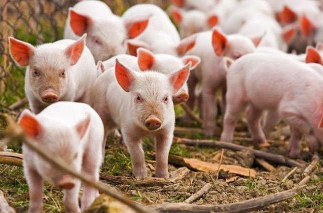 Обнаружены случаи вспышки африканской чумы свиней