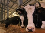 Все сельхозпредприятия Архангельской области получат госсубсидии на молоко