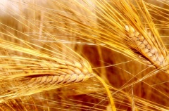  На Алтае реализовали зерно по максимальным ценам