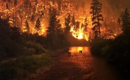 Сезон лесных пожаров в Архангельской области: 800 тысяч рублей штрафов и 10 уголовных дел