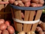 Рязанские аграрии не достичались трети урожая картофеля