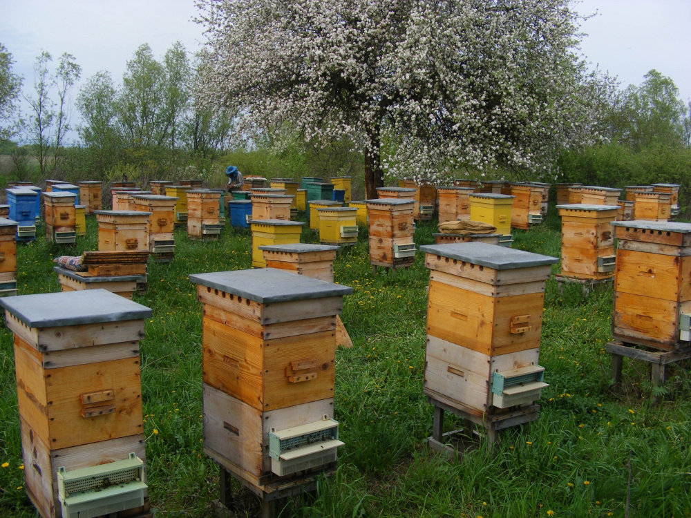 Памятка сельхозтоваропроизводителям и пчеловодам «Об обеспечении безопасности пасек при применении пестицидов»