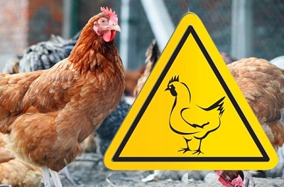 Утверждены ветеринарные правила по гриппу птиц