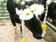 На Кубани появился первый теленок от суррогатной коровы