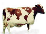 Компенсация на содержание коров в Хакасии: инструкция по применению