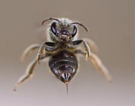 О полезных свойствах пчелиного яда