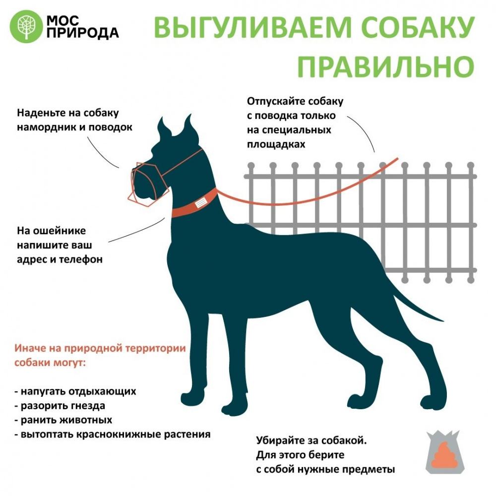 Требования, предъявляемые к владельцам домашних  животных (собак) при осуществлении деятельности  по их содержанию.